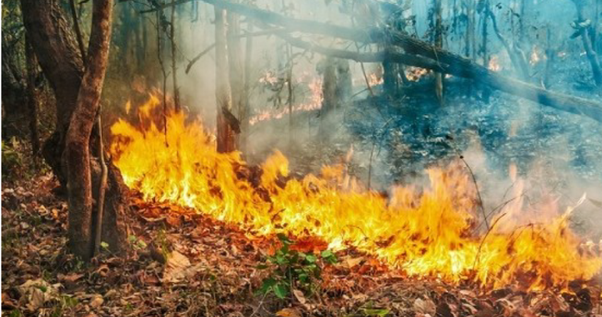 Il Prefetto adotta il piano provinciale anti incendi 2025 Il Prefetto adotta il piano provinciale anti incendi 2025