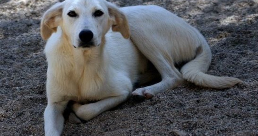 In appalto il servizio di ricovero, custodia e mantenimento dei cani randagi In appalto il servizio di ricovero, custodia e mantenimento dei cani randagi