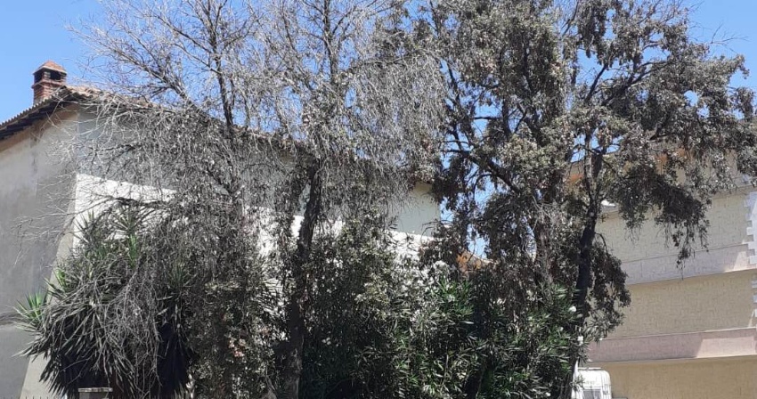 lecci a oristano lecci a oristano