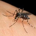 Visualizza la notizia: Lotta alle zanzare