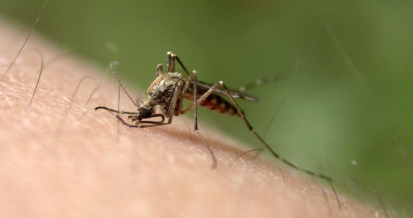 Febbre del Nilo - A Oristano zanzare positive al virus. A San Vero Milis le cornacchie Febbre del Nilo - A Oristano zanzare positive al virus. A San Vero Milis le cornacchie
